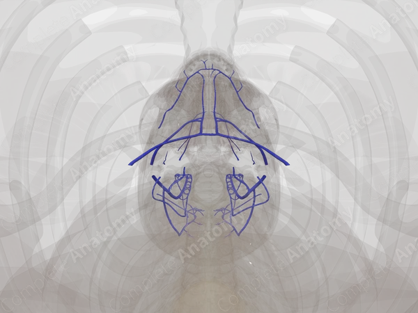 Veins of Neck