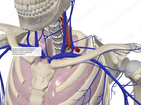 Anterior External Vertebral Venous Plexus (Cervical)