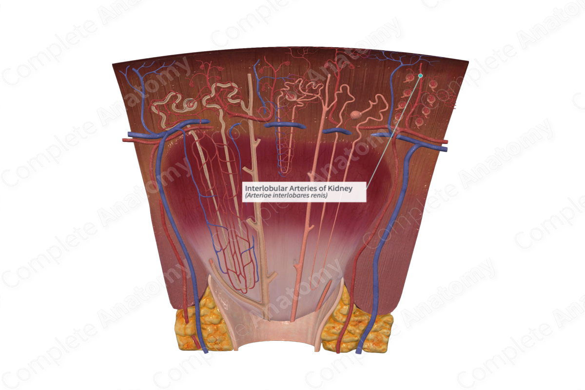 Interlobular Arteries of Kidney