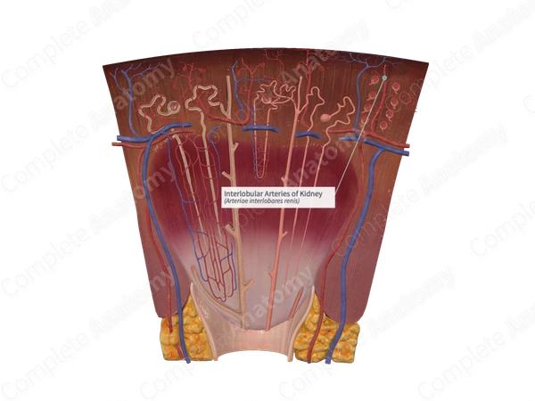 Interlobular Arteries of Kidney Complete Anatomy