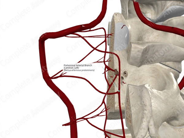 Prelaminar Arterial Branch (Cervical; Left)