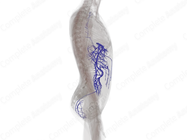 Veins of Digestive System