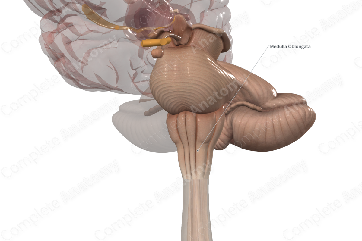 Medulla Oblongata | Complete Anatomy