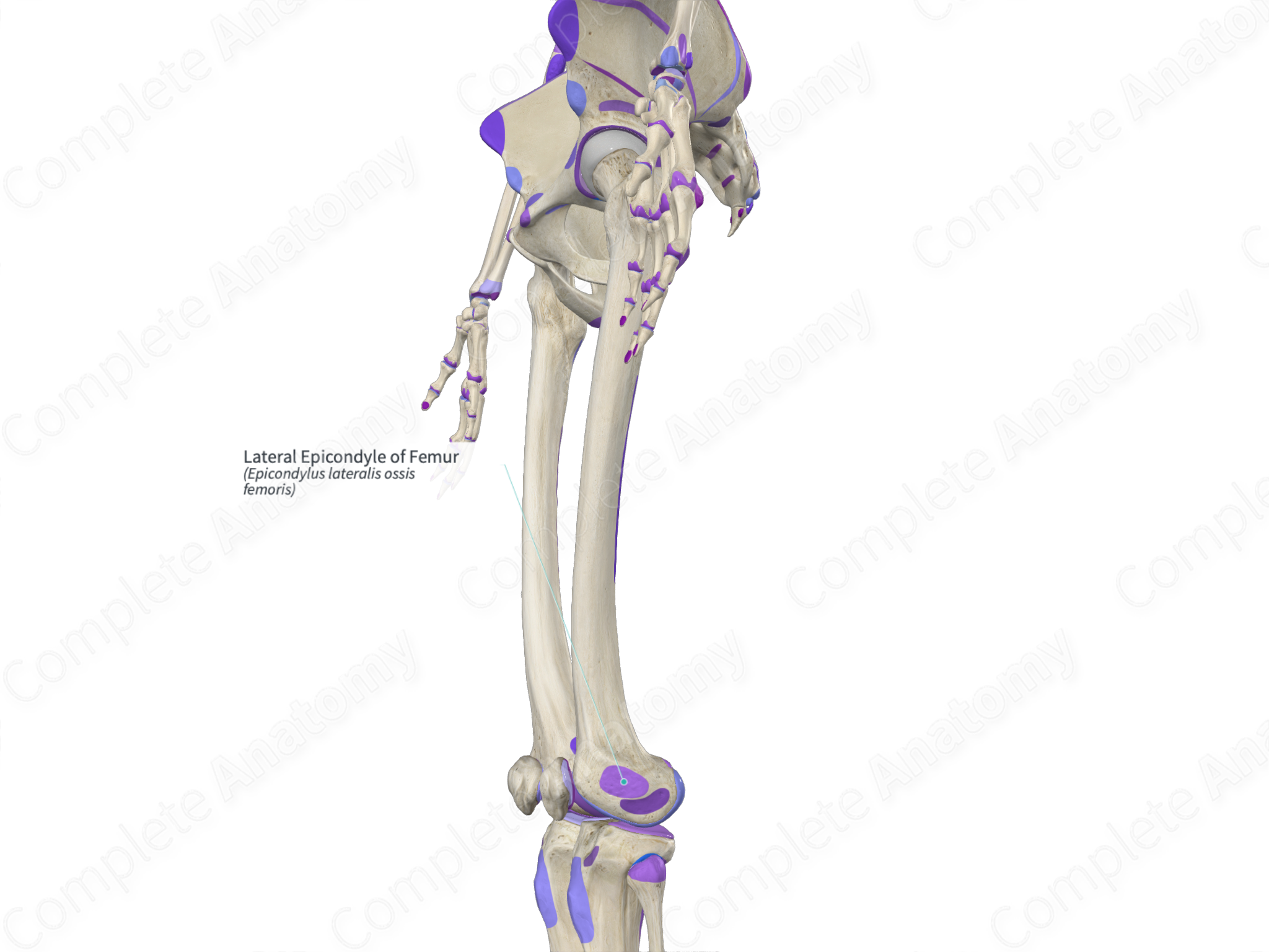 Lateral Epicondyle of Femur | Complete Anatomy