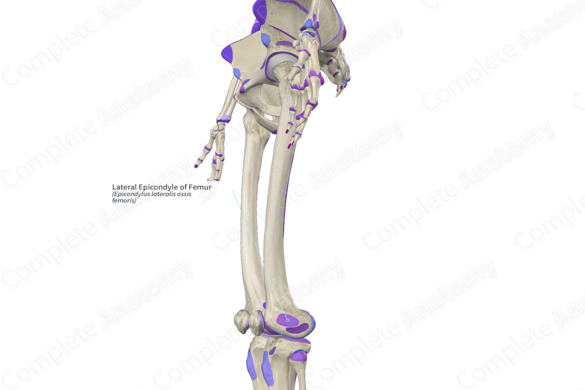 Lateral Epicondyle of Femur