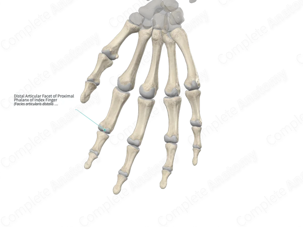 Distal Articular Facet of Proximal Phalanx of Index Finger 