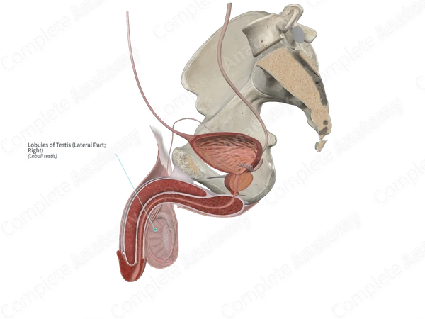 Lobules of Testis (Lateral Part; Left)