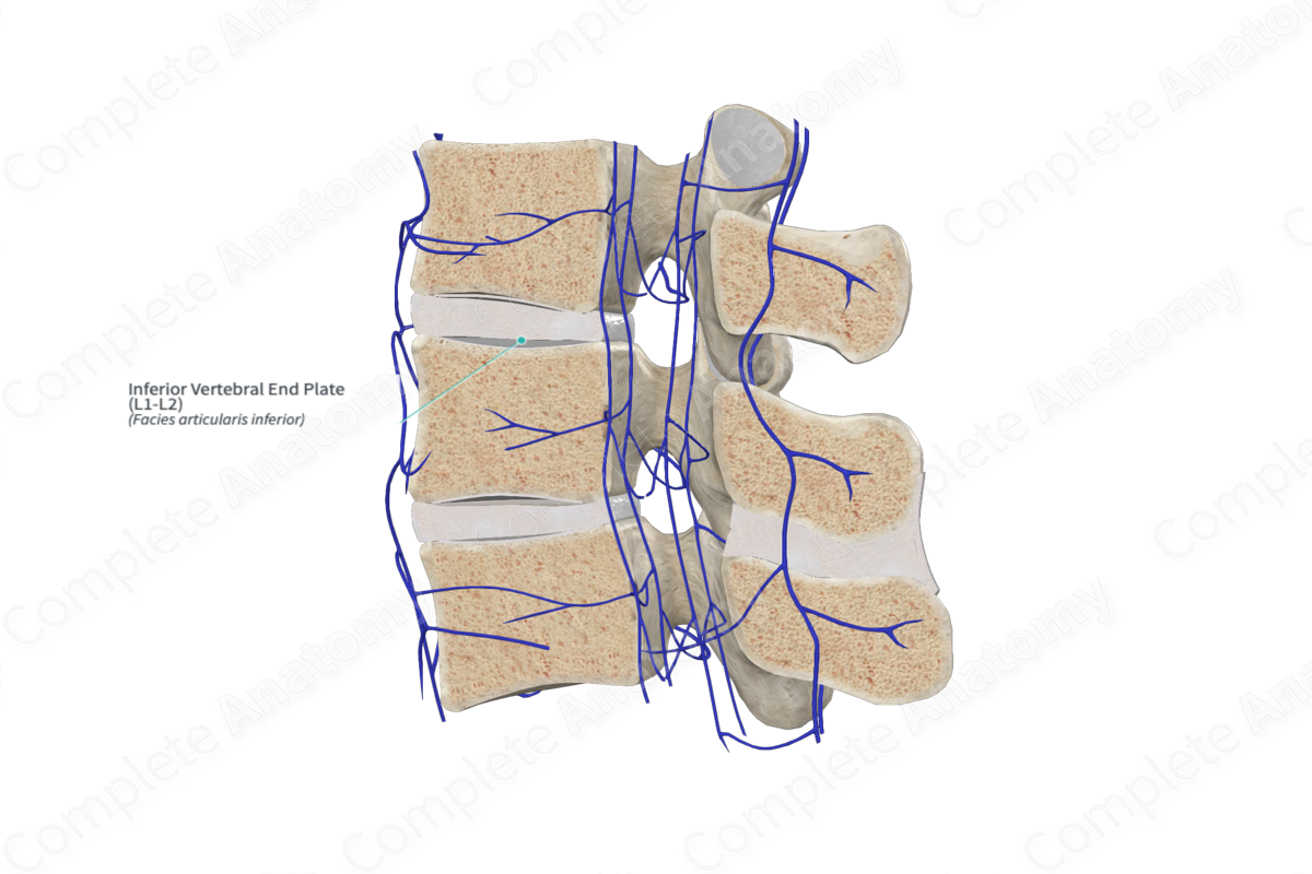 Inferior Vertebral End Plate (L1-L2)