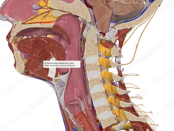 Anteromedian Medullary Vein