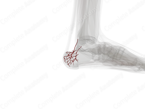 Calcaneal Anastomosis (Left)