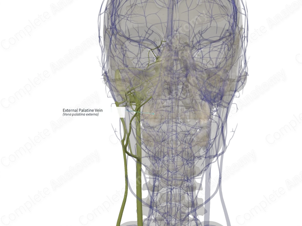 External Palatine Vein (Left)