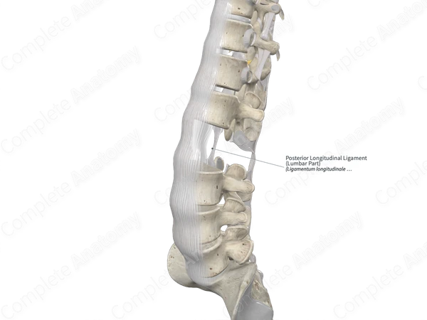 Posterior Longitudinal Ligament (Lumbar Part)