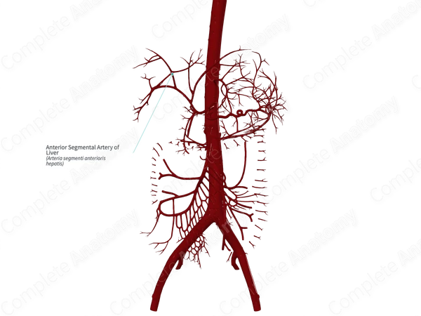 Anterior Segmental Artery of Liver