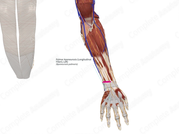Palmar Aponeurosis (Longitudinal Fibers; Left)