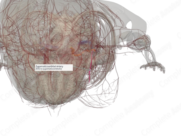 Zygomaticoorbital Artery (Left)