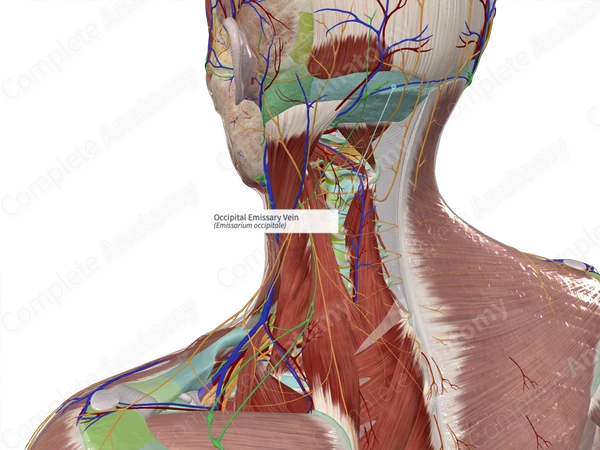Occipital Emissary Vein