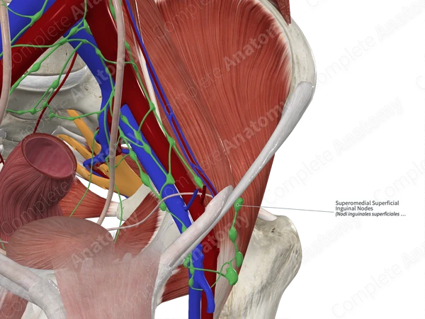 Superomedial Superficial Inguinal Nodes 