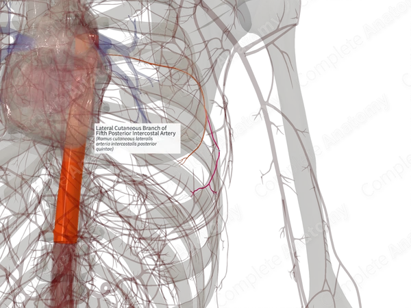 Lateral Cutaneous Branch of Fifth Posterior Intercostal Artery (Left)