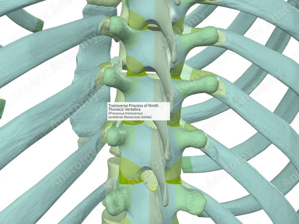 Transverse Process of Ninth Thoracic Vertebra (Right)