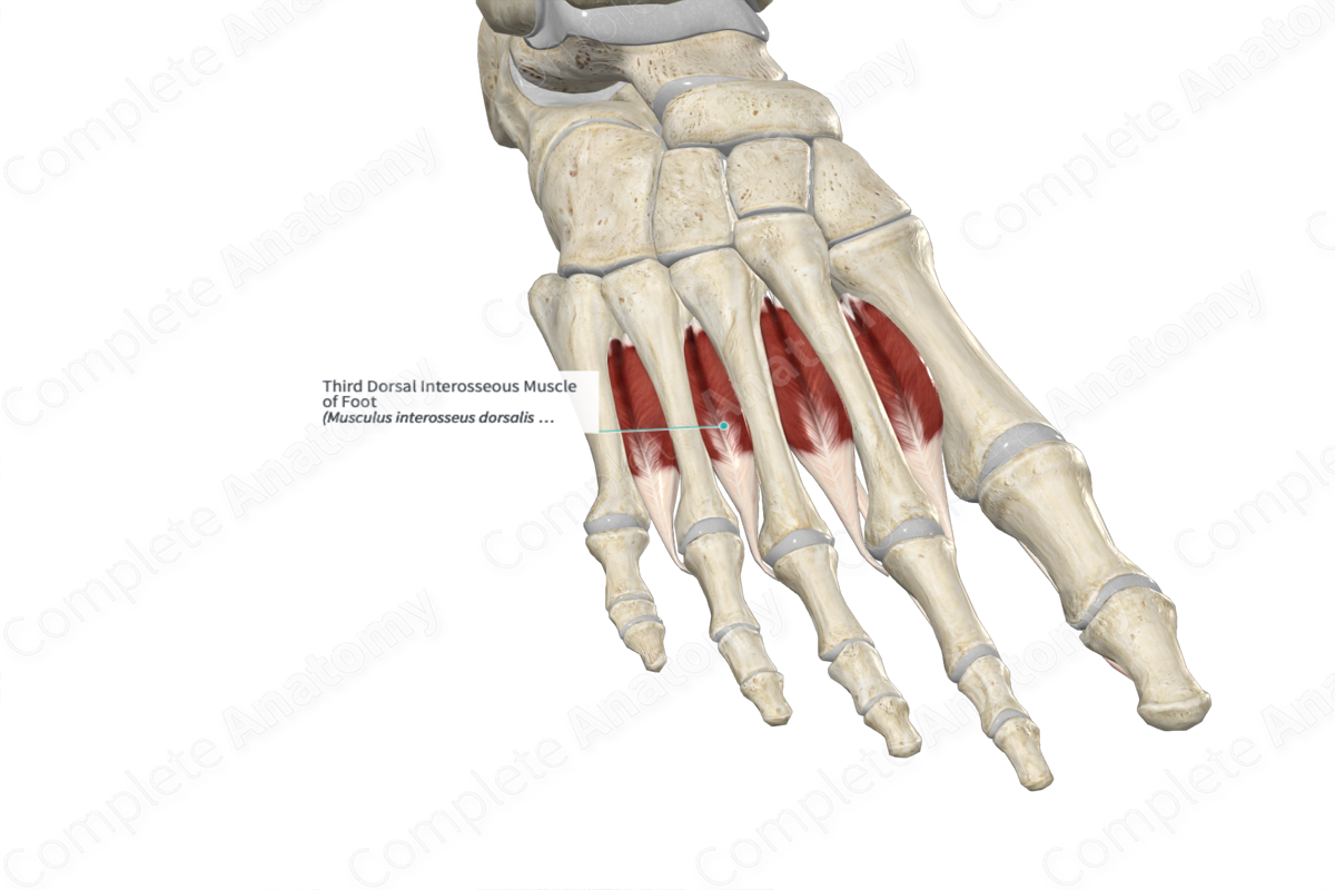 Third Dorsal Interosseous Muscle of Foot 