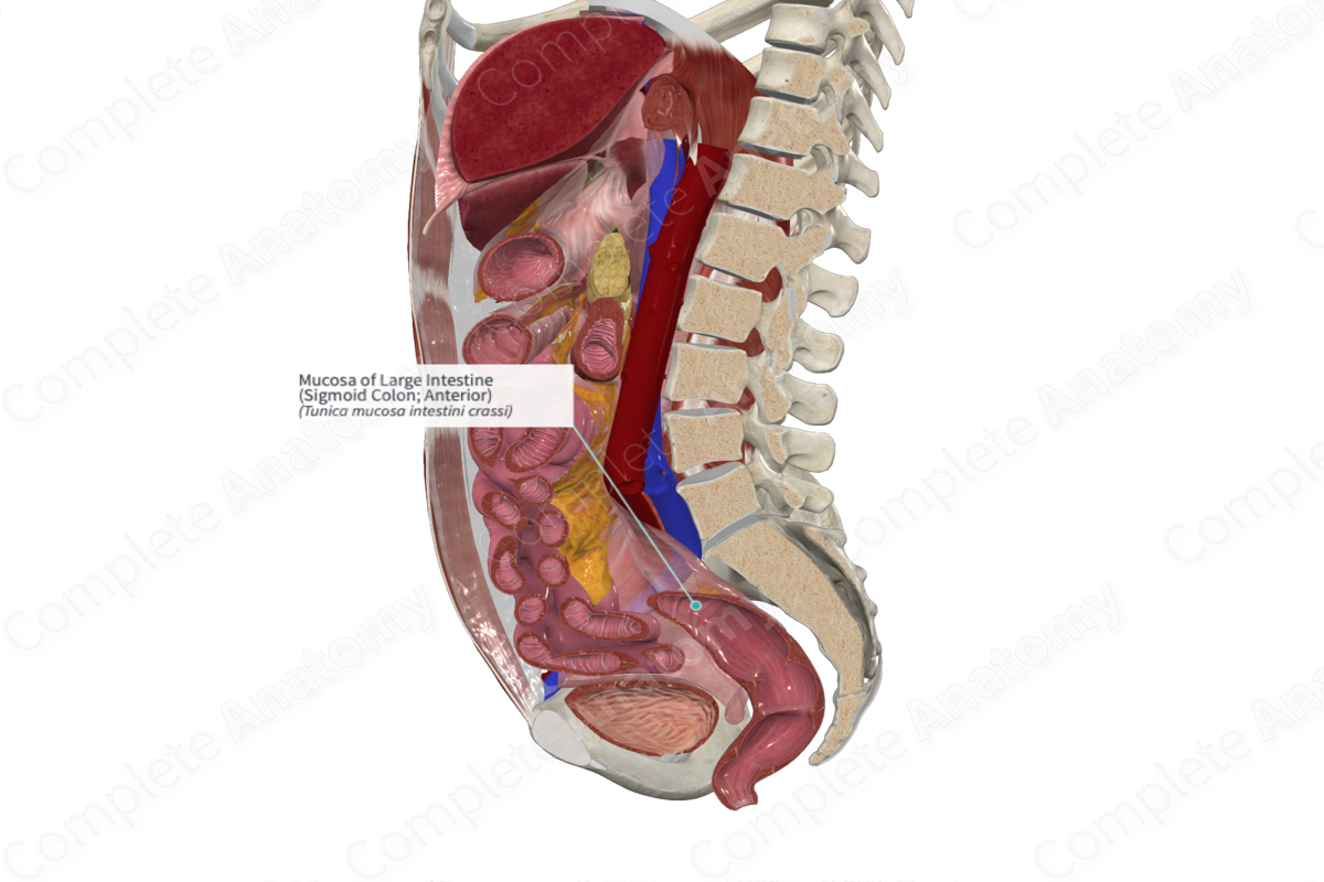 Mucosa of Large Intestine (Sigmoid Colon; Anterior)