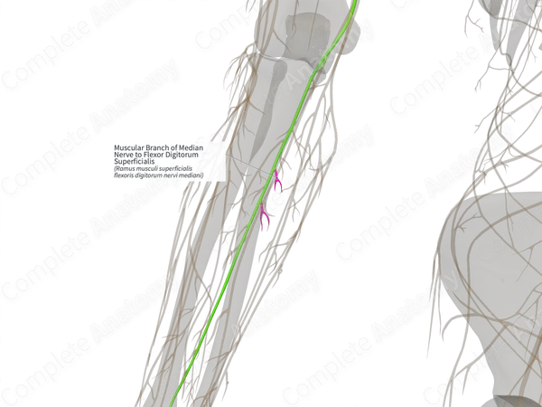 Muscular Branch of Median Nerve to Flexor Digitorum Superficialis (Right)