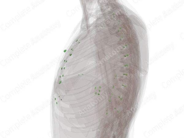 Parietal Thoracic Lymph Nodes