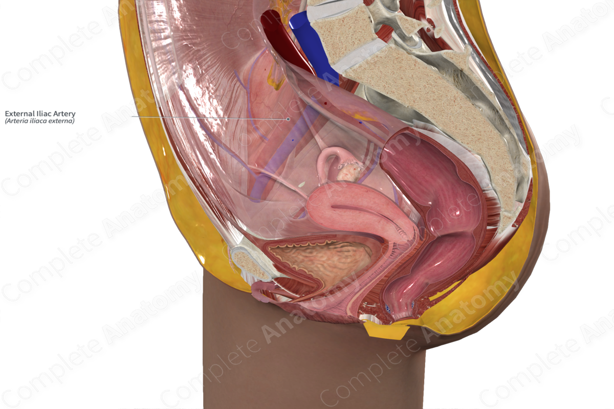 External Iliac Artery 