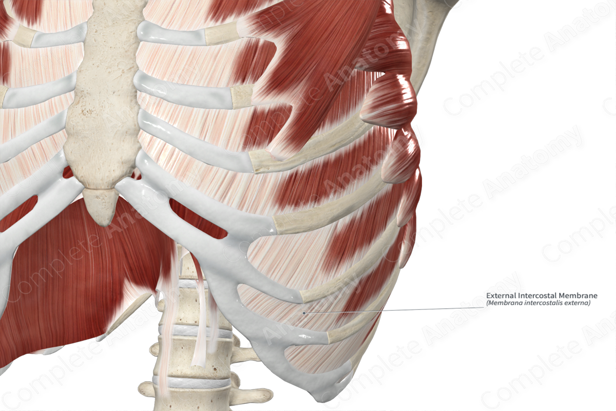 External Intercostal Membrane 