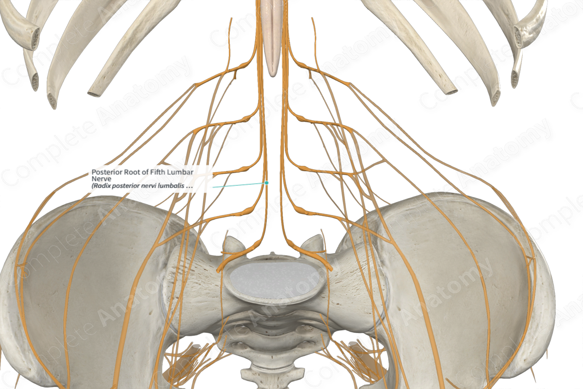Posterior Root of Fifth Lumbar Nerve 