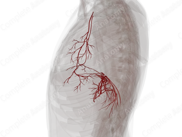 Arteries of Respiratory Diaphragm