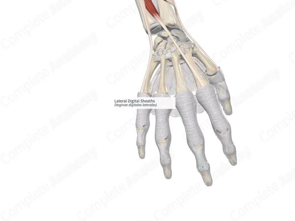 Lateral Digital Sheaths 