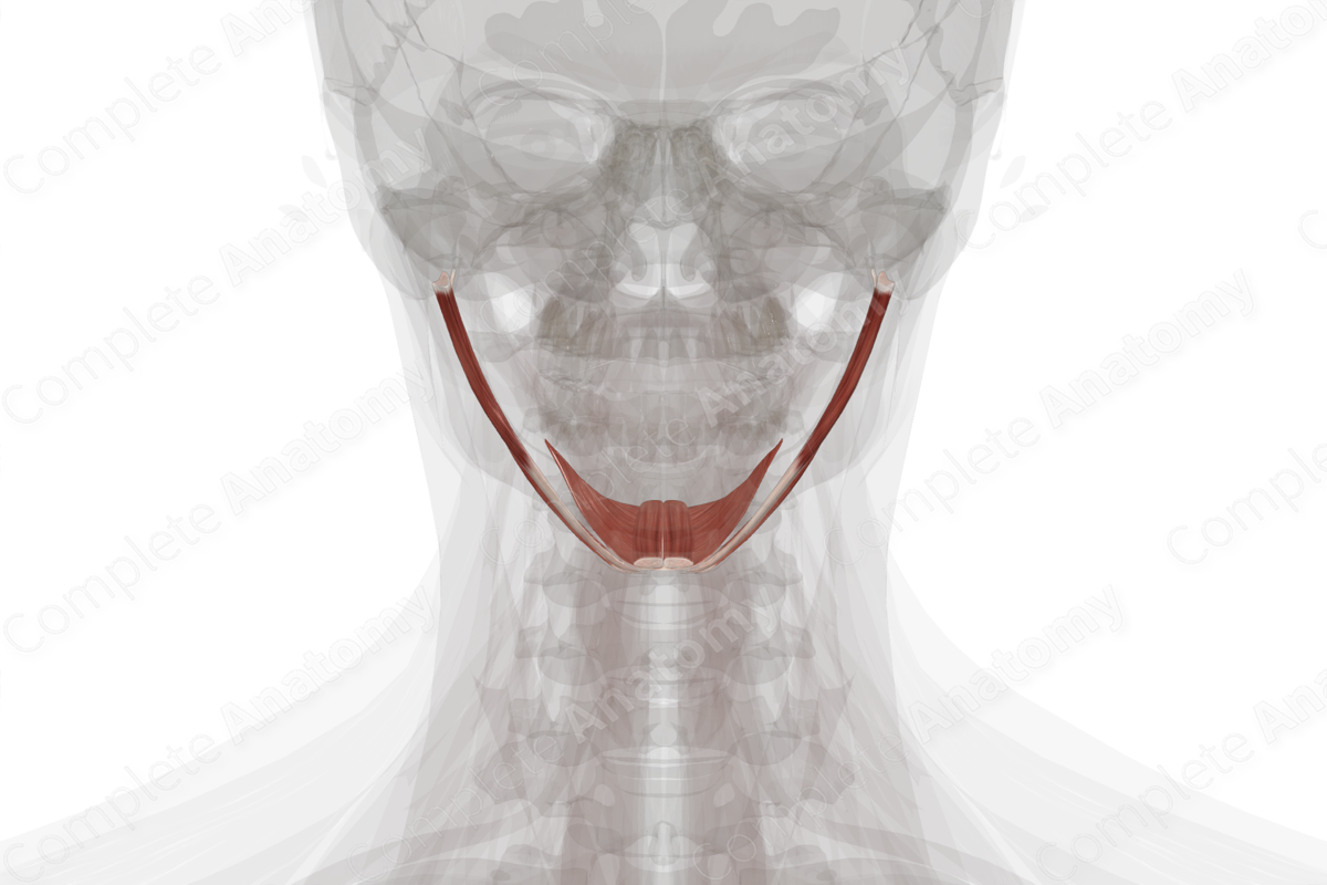 Suprahyoid Muscles