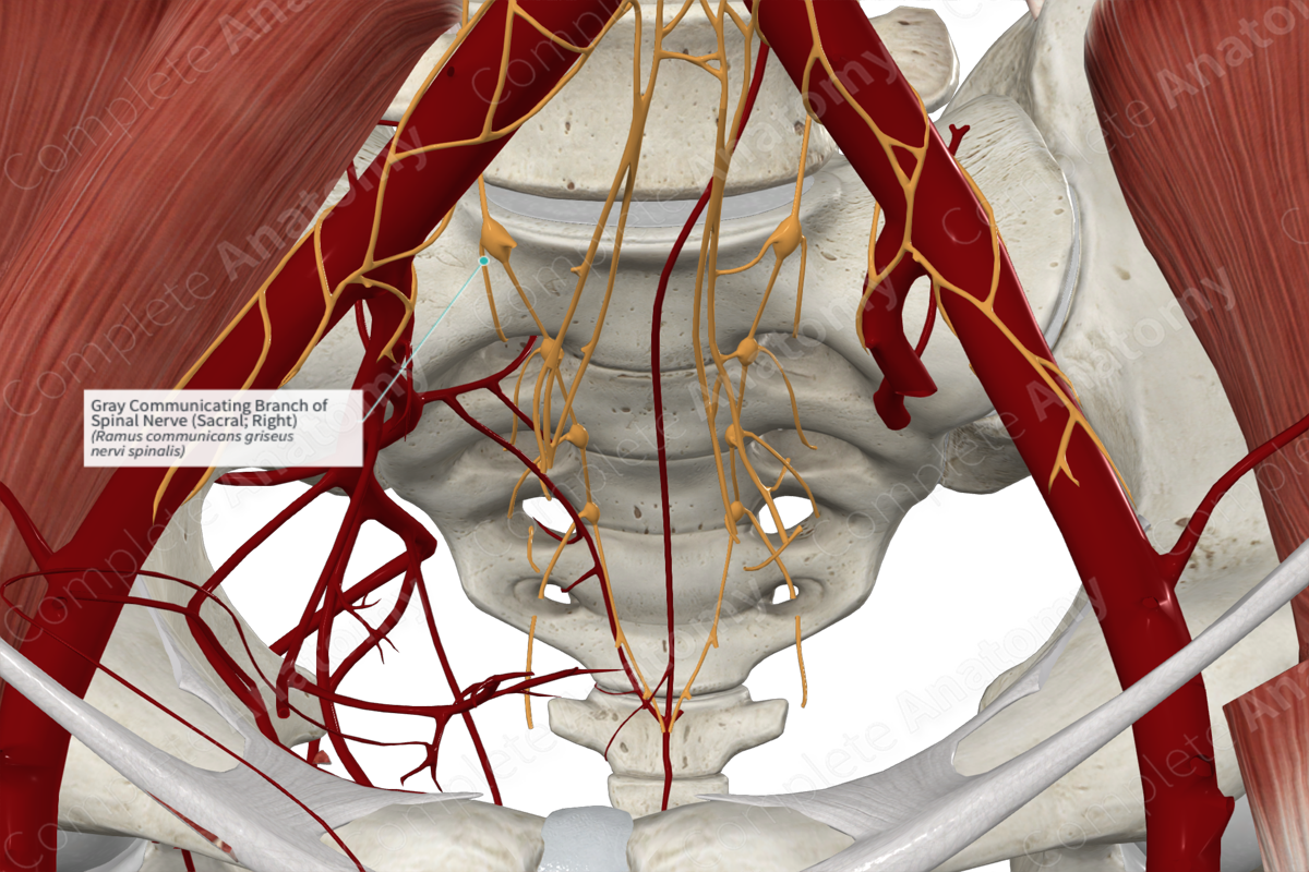 Gray Communicating Branch of Spinal Nerve (Sacral; Right)