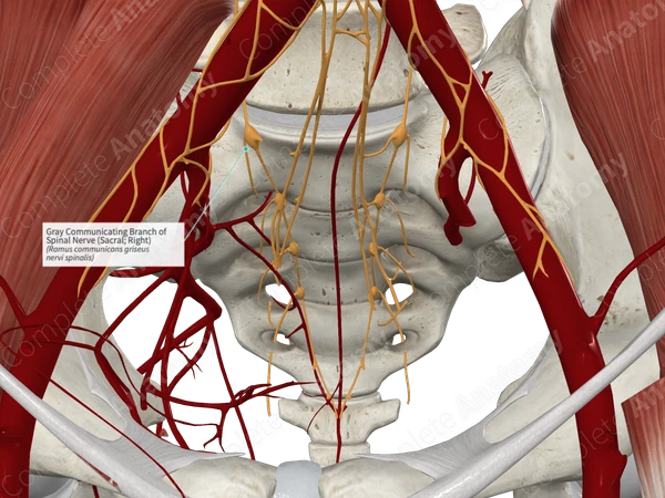Gray Communicating Branch of Spinal Nerve (Sacral; Right) | Complete ...