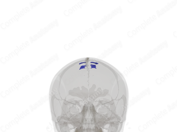 Lateral Lacunae