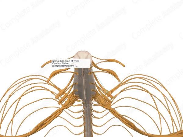 Spinal Ganglion of Third Cervical Nerve