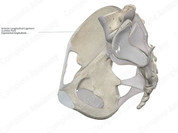 Anterior Longitudinal Ligament (Lumbar Part)