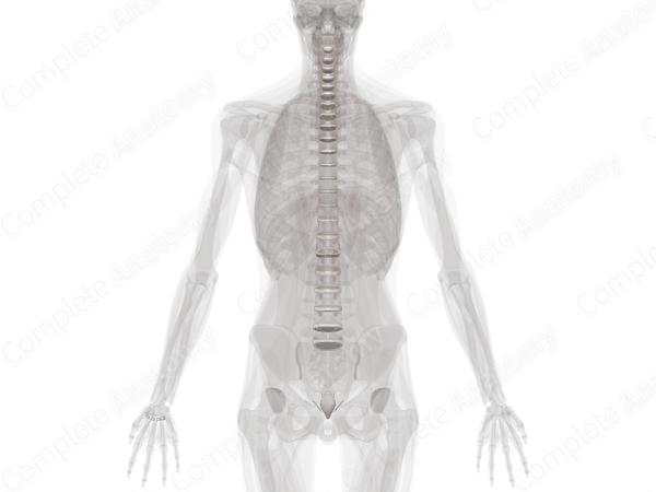 Cartilaginous Joints of Vertebral Column
