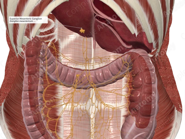 Superior Mesenteric Ganglion