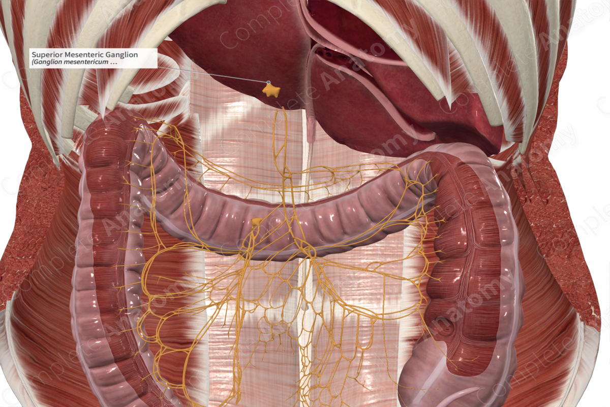 Superior Mesenteric Ganglion