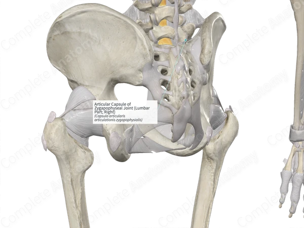 Articular Capsule of Zygapophyseal Joint (Lumbar Part; Right)