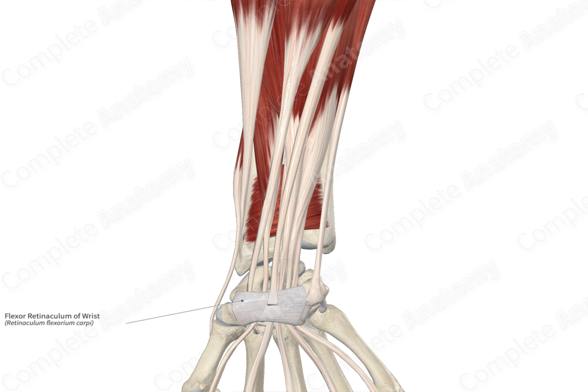 Flexor Retinaculum of Wrist 