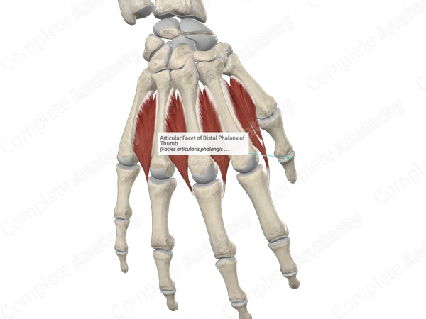 Articular Facet of Distal Phalanx of Thumb