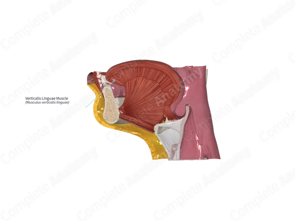 Verticalis Linguae Muscle 