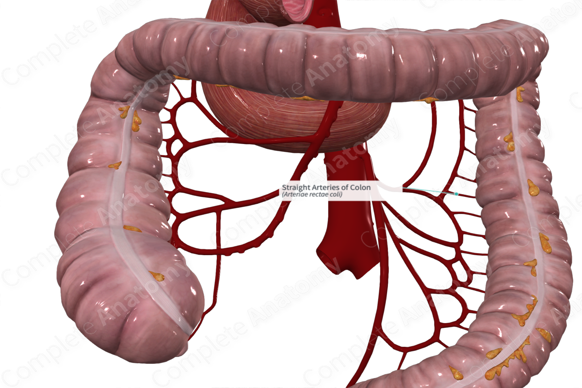 Straight Arteries of Colon