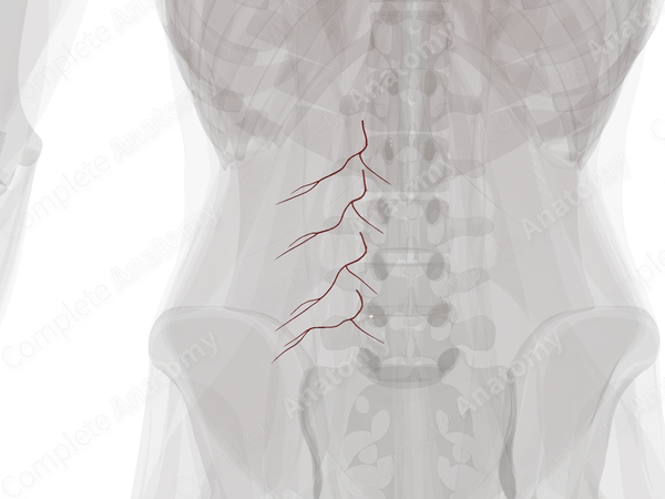 Dorsal Branches of Lumbar Arteries (Left)