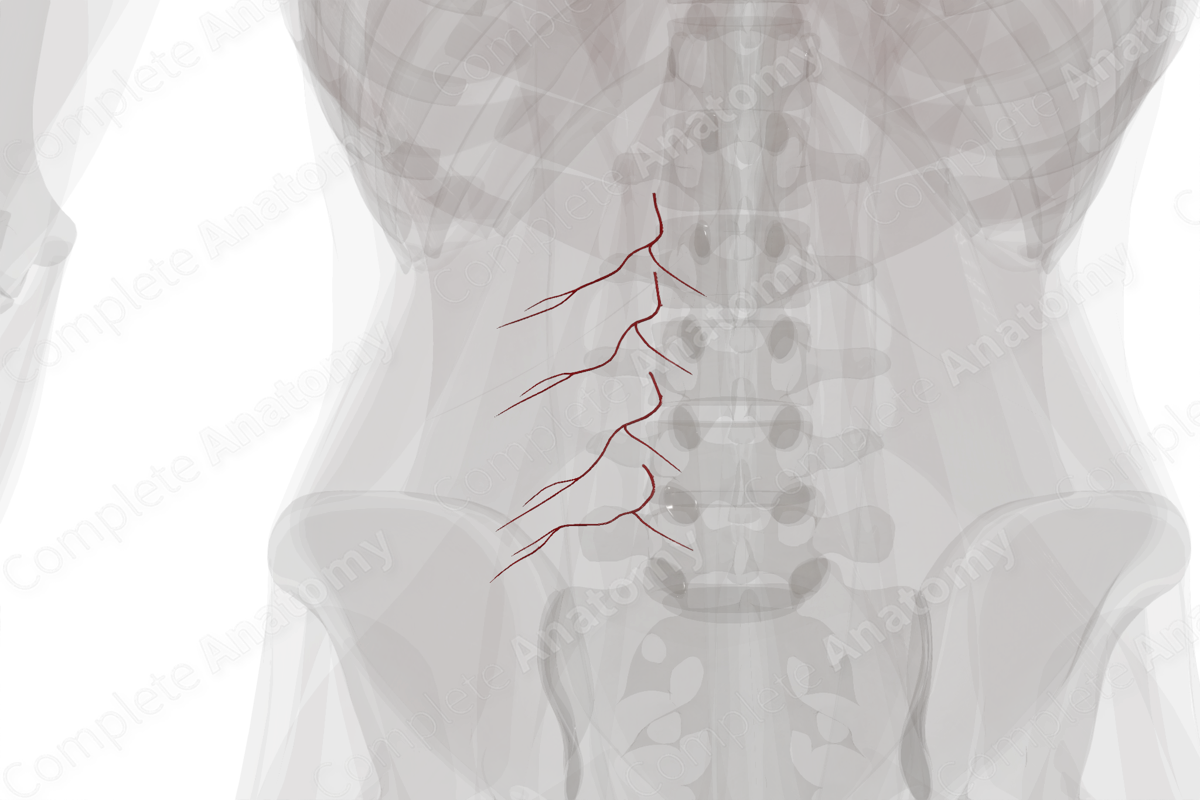 Dorsal Branches of Lumbar Arteries (Left)