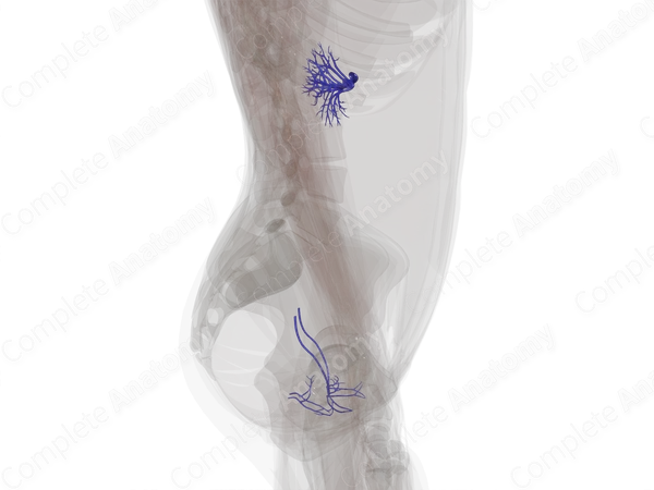 Veins of Urinary System