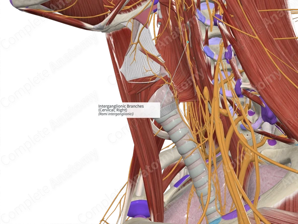 Interganglionic Branches (Cervical; Right)